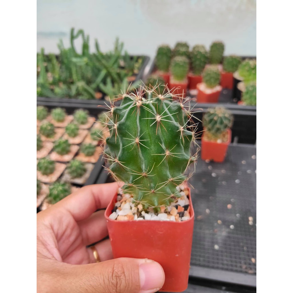 (Promotion+++) เพชร Hamato Cactus ฮามาโตะ ราคาถูก ต้นไม้ ฟอก อากาศ ต้นไม้ ปลูก ใน บ้าน ต้น บอน ไซ ต้นไม้ ปลูก ใน ห้อง นอน