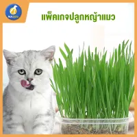 Maddie ขนมแมว ชุดหญ้าแมว (รวมกล่อง + ดิน1 ห่อ + เมล็ดพืช 1 ห่อ) ข้าวสาลีออร์แกนิคพันธ์ฝาง (หญ้าแมว)พร้อมปลูก LI0244