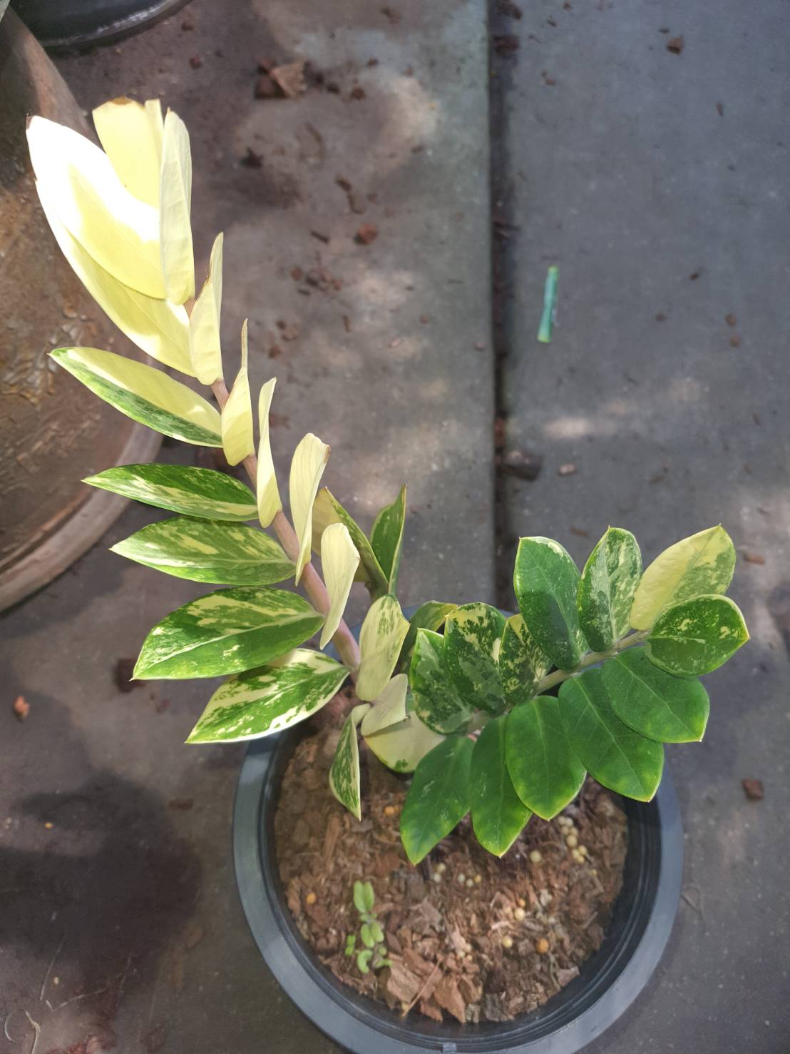 zamioculcas zamiifolia variegated ZZ plant 8 1