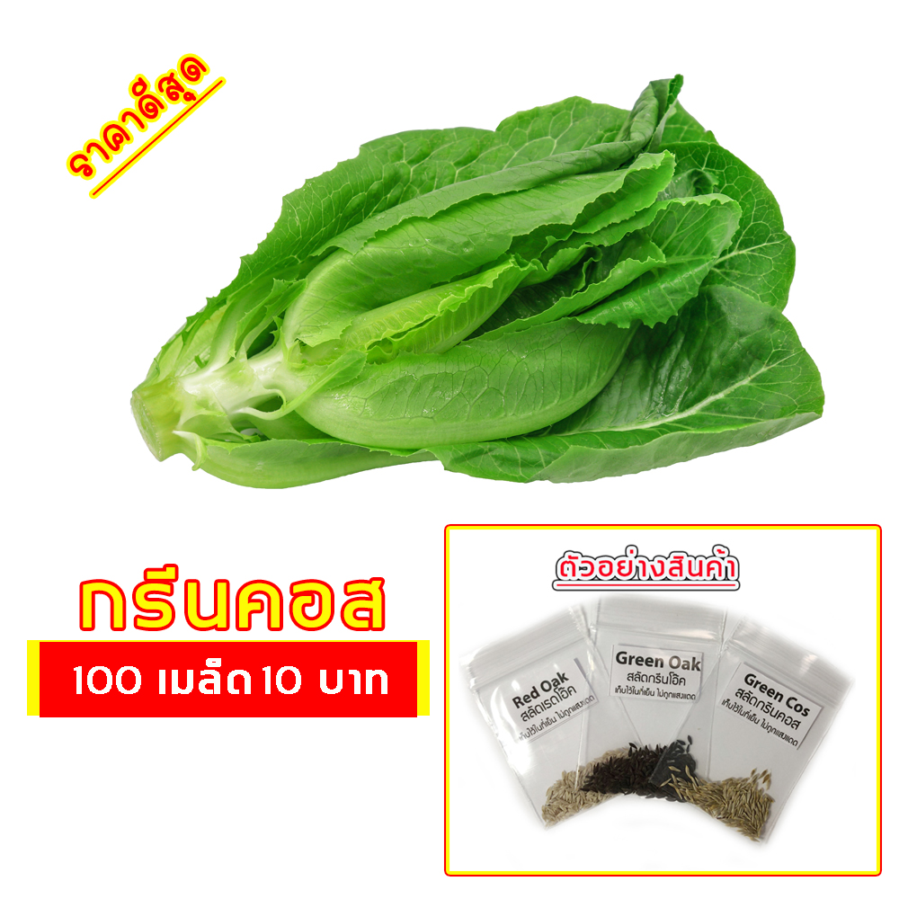 ??เมล็ดผักสลัด กรีนคอส 100 เมล็ด 10 บาท ??งอกดีมีคู่มือการปลูก (Green Cos) / ผักอินทรีย์ เมล็ดพันธุ์ สลัด เมล็ดผัก