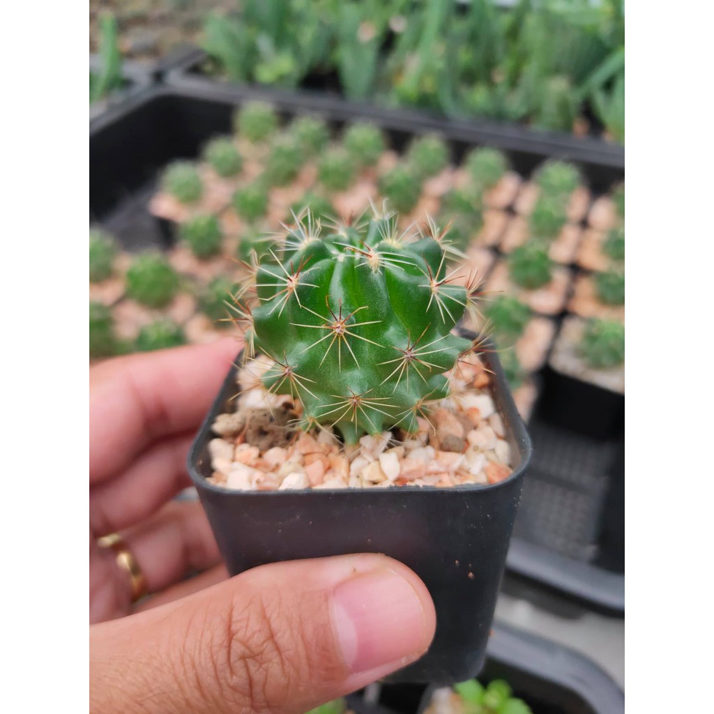 (Promotion+++) เพชร Hamato Cactus ฮามาโตะ ราคาถูก ต้นไม้ ฟอก อากาศ ต้นไม้ ปลูก ใน บ้าน ต้น บอน ไซ ต้นไม้ ปลูก ใน ห้อง นอน