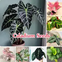 100Pcs Mixed Colorful Caladium Seeds For Planting Beautiful ราคาถูก