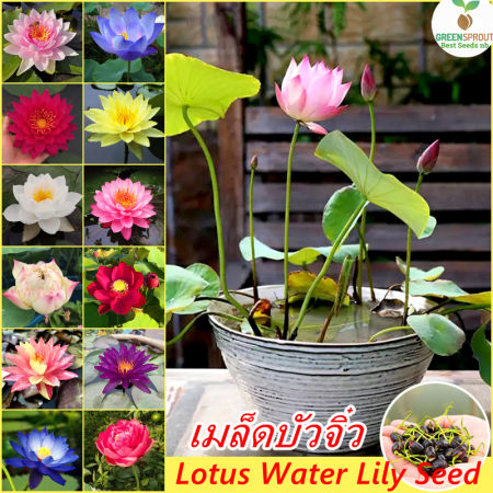 Easy to grow丨20-60pcs Mixed Color Mini Lotus Water Lily Bonsai Seeds Hydroponics Plant Seed High Germination Flower Seeds for Home Gardening Seeds Ornamental Flowering Plants Seeds Potted Live Plants for Sale Indoor and Outdoor Real Air Plant Garden Decor