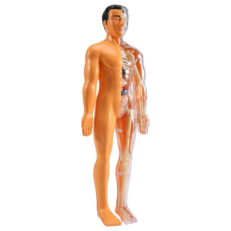 3D Human Body Anatomy Model Children Plastic DIY Skeleton Toy Science