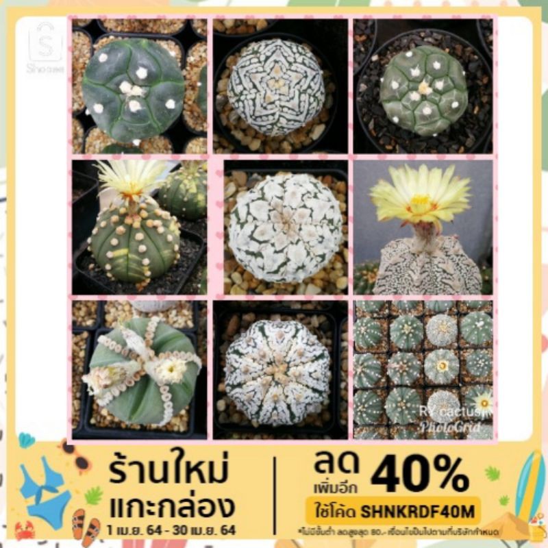 (Promotion+++) เมล็ด แคคตัส แอสโตร Cactus astro seed เมล็ดใหม่มาก แถมทุกซอง ราคาถูก ต้นไม้ ฟอก อากาศ ต้นไม้ ปลูก ใน บ้าน ต้น บอน ไซ ต้นไม้ ปลูก ใน ห้อง นอน