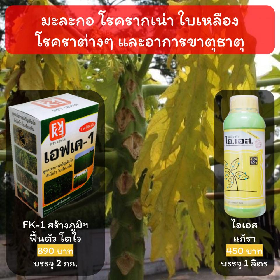 โรคมะละกอ รากเน่า ใบเหลือง แคระ โตช้า ยาป้องกันกำจัด และบำรุง โปรดอ่านรายละเอียดก่อนสั่งซื้อ ราคา 449 บาท*ส่งฟรี
