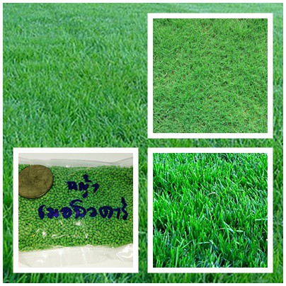 (++โปรโมชั่น++) ขายส่ง เมล็ดหญ้าเมอบิวด้า Bermuda Grass หญ้าแพรก Cynodon dactylon หญ้าเป็ด หน่อเก่เด หญ้าปูสนาม สนามหญ้า พืชตระกูลหญ้า สุดคุ้ม ต้นไม้ ฟอก อากาศ ต้นไม้ ปลูก ใน บ้าน ต้น บอน ไซ ต้นไม้ ปลูก ใน ห้อง นอน