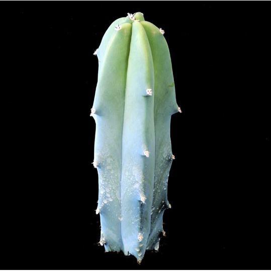 (Promotion+++) เพชร ไม้อวบน้ำ แคคตัส cactus succulent seeds เมล็ดพันธุ์ Myrtillocactus geometrizans (ตอบลู) ราคาถูก ต้นไม้ ฟอก อากาศ ต้นไม้ ปลูก ใน บ้าน ต้น บอน ไซ ต้นไม้ ปลูก ใน ห้อง นอน