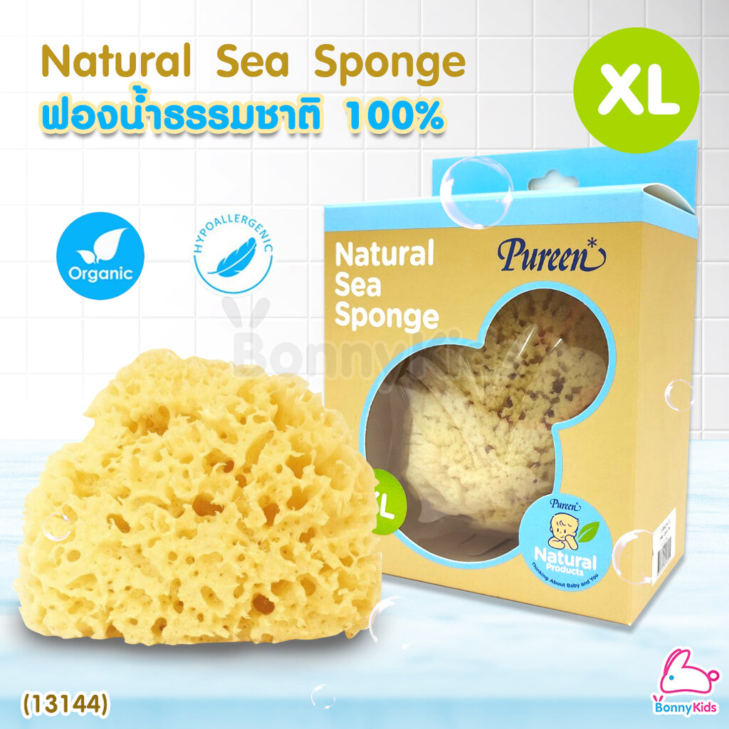 (13144) Pureen (เพียวรีน) Natural Sea Sponge ฟองน้ำธรรมชาติแท้ 100% ไซส์ XL ราคา 629 บาท*ส่งฟรี