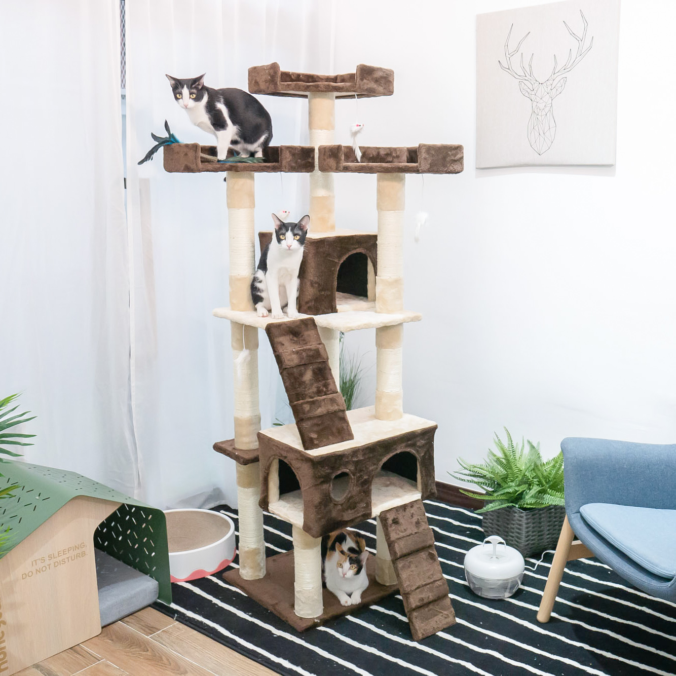 คอนโดแมว บ้านแมว Bongo Cat Tree รุ่น สก็อตติชโฟล์ด 50x50x170 cm.