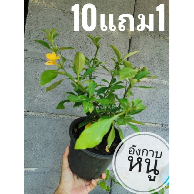 (Promotion+++) ต้นอังกาบหนู สมุนไพรไทยพื้นบ้าน ราคาถูก ต้นไม้ ฟอก อากาศ ต้นไม้ ปลูก ใน บ้าน ต้น บอน ไซ ต้นไม้ ปลูก ใน ห้อง นอน