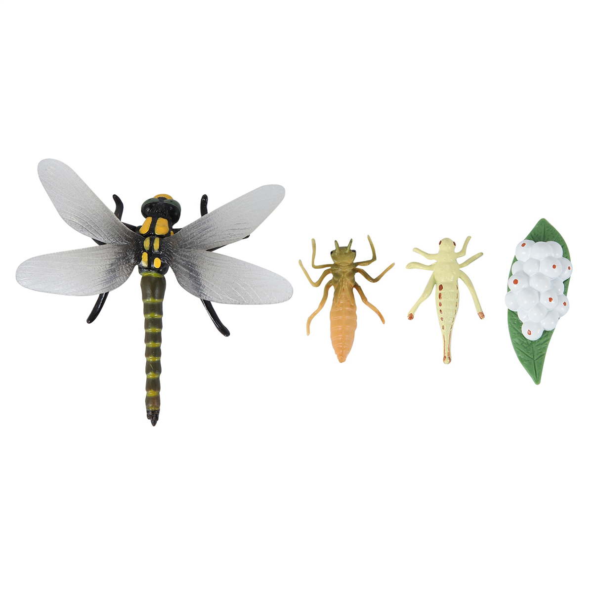 Life Cycle of A Dragonfly Insects Life Cycles Growth Model Children Animal