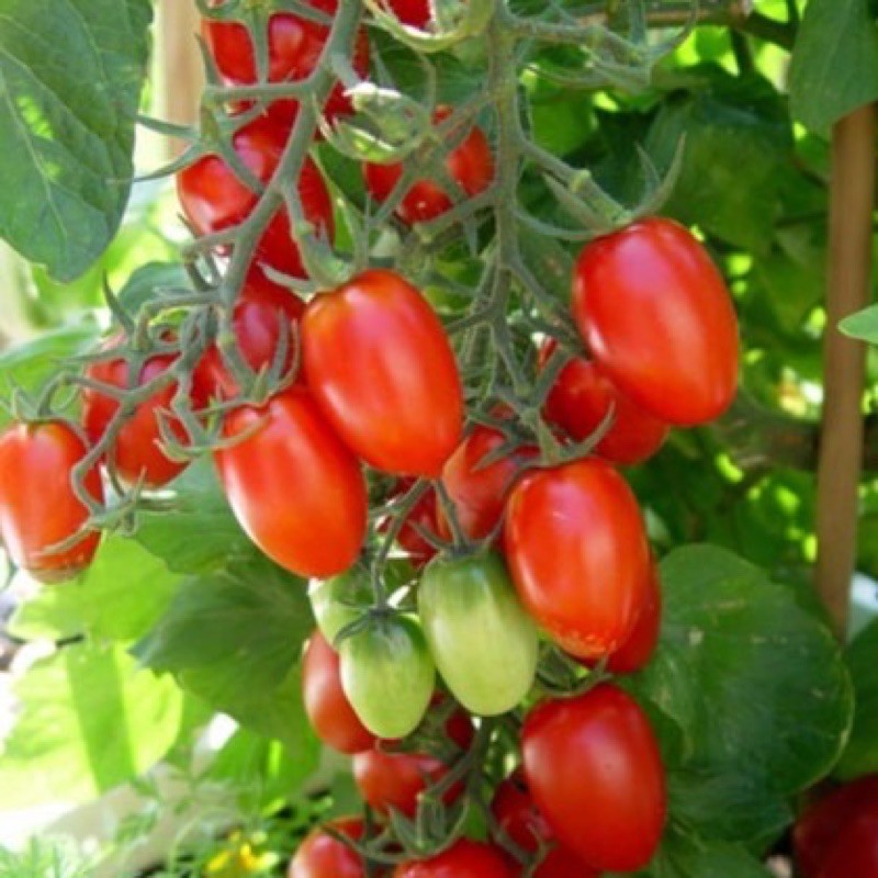 (Promotion+++) เมล็ดพันธุ์ มะเขือเทศ แบบหวาน(Tomato) ซันโกลด์, ซุปเปอร์สวีท100, ซันชูก้า, ดอลเซ่วีต้า,โนว่า,โทนี่ ราคาถูก ต้นไม้ ฟอก อากาศ ต้นไม้ ปลูก ใน บ้าน ต้น บอน ไซ ต้นไม้ ปลูก ใน ห้อง นอน