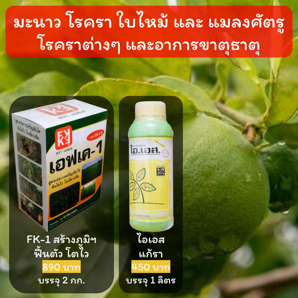 มะนาวใบไหม้ โรคใบแก้ว เพลี้ยมะนาว อาการขาดธาตุสังกะสี ปุ๋ยน้ำ มะนาว โปรดอ่านรายละเอียด ราคา 470 บาท*ส่งฟรี