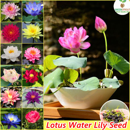 Philippines Easy To Grow丨 Mixed Color Mini Lotus Water Lily Seed Gardening Flower Seeds for Hydroponics Bonsai Seeds for Planting Flowers Flowering Plants Seeds Air Purifying Plant Indoor Plants Real Plants Outdoor Potted Live Plants for Sale