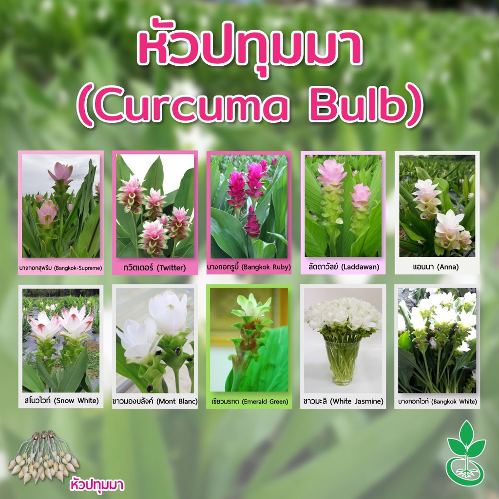 (++โปรโมชั่น++) หัวปทุมมา เกรดส่งออก จำนวน 5 หัว (Curcuma bulbs export grade: 5 bulbs) สุดคุ้ม ต้นไม้ ฟอก อากาศ ต้นไม้ ปลูก ใน บ้าน ต้น บอน ไซ ต้นไม้ ปลูก ใน ห้อง นอน