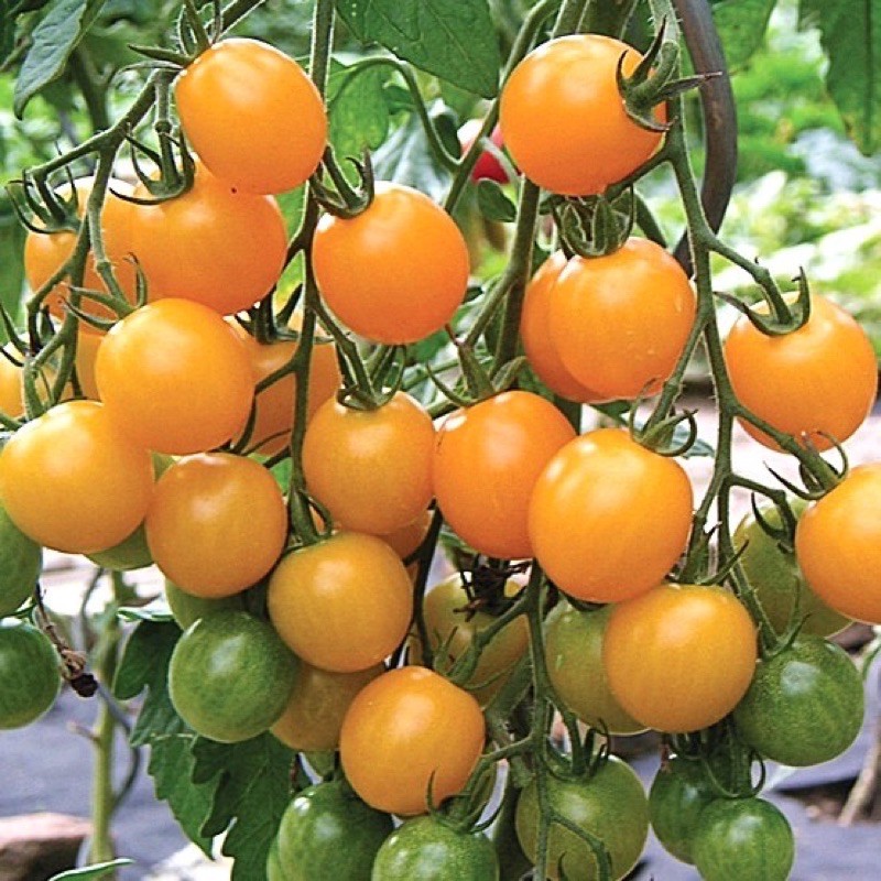 (Promotion+++) เมล็ดพันธุ์ มะเขือเทศ แบบหวาน(Tomato) ซันโกลด์, ซุปเปอร์สวีท100, ซันชูก้า, ดอลเซ่วีต้า,โนว่า,โทนี่ ราคาถูก ต้นไม้ ฟอก อากาศ ต้นไม้ ปลูก ใน บ้าน ต้น บอน ไซ ต้นไม้ ปลูก ใน ห้อง นอน