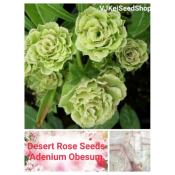 Adenium Obesum "Green Rose Like"
