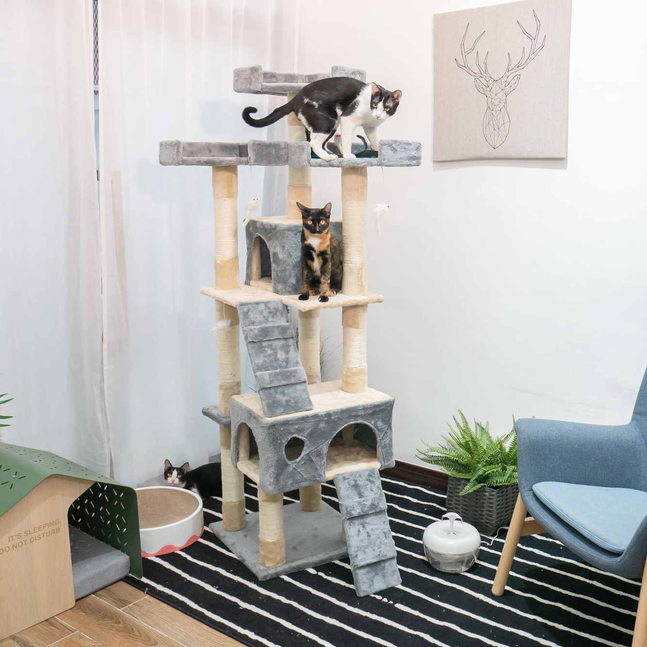 คอนโดแมว บ้านแมว Bongo Cat Tree รุ่น สก็อตติชโฟล์ด 50x50x170 cm.