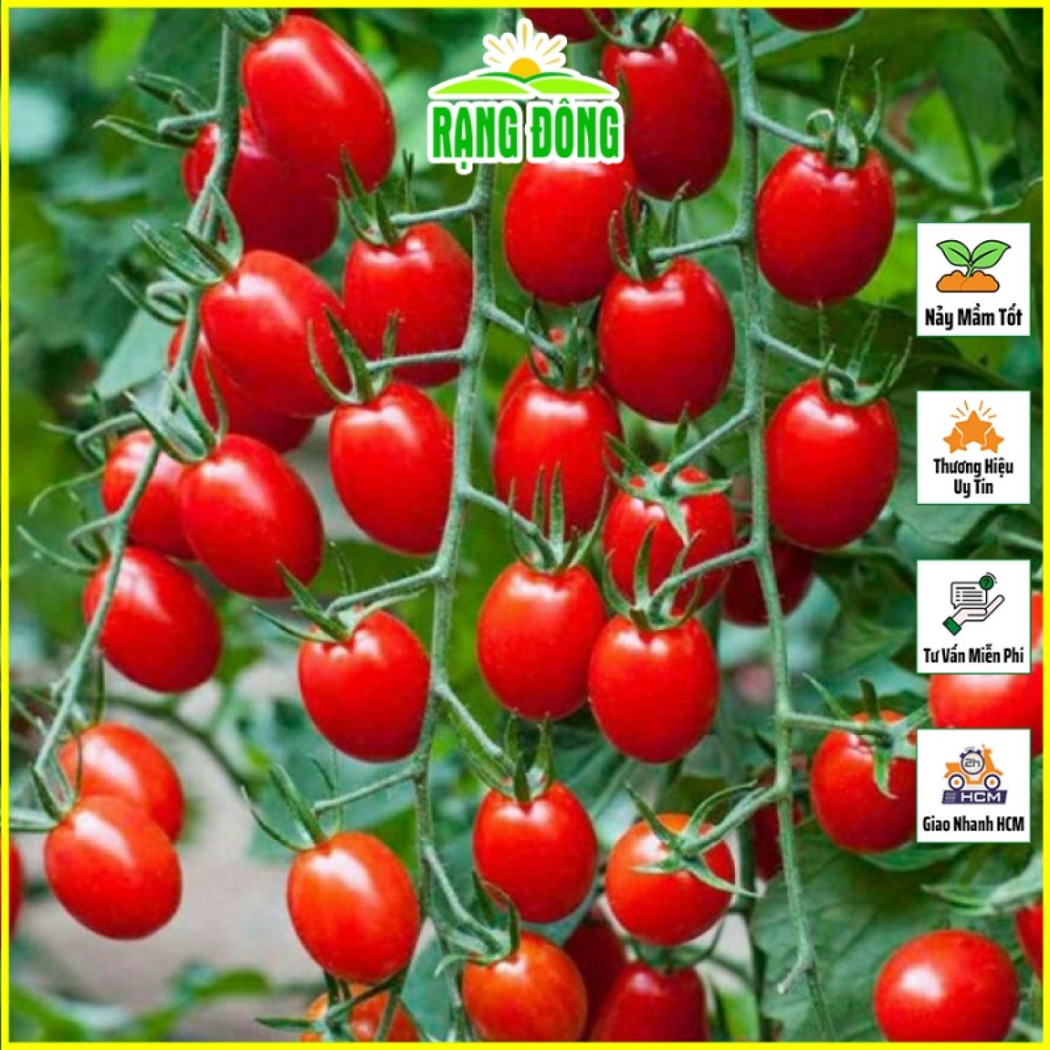 Hạt giống cà chua cherry đỏ lai f1 sinh trưởng vô hạn, trồng quanh năm - hạt giống rạng đông